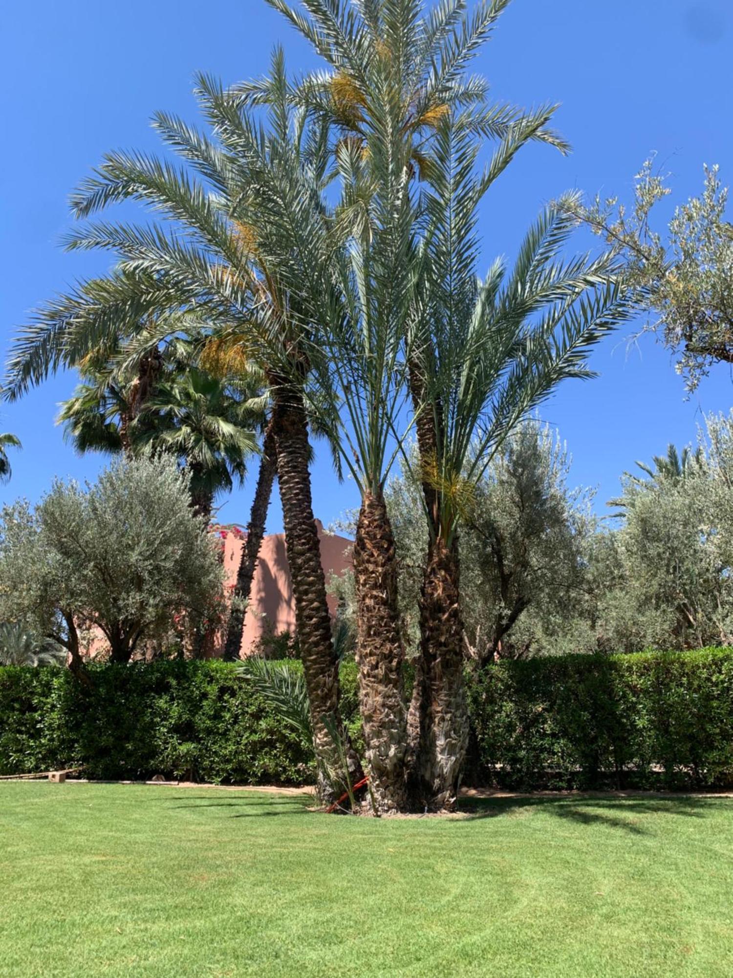 Villa Avec Piscine Privatisee A La Palmeraie Marrakesh Exterior photo